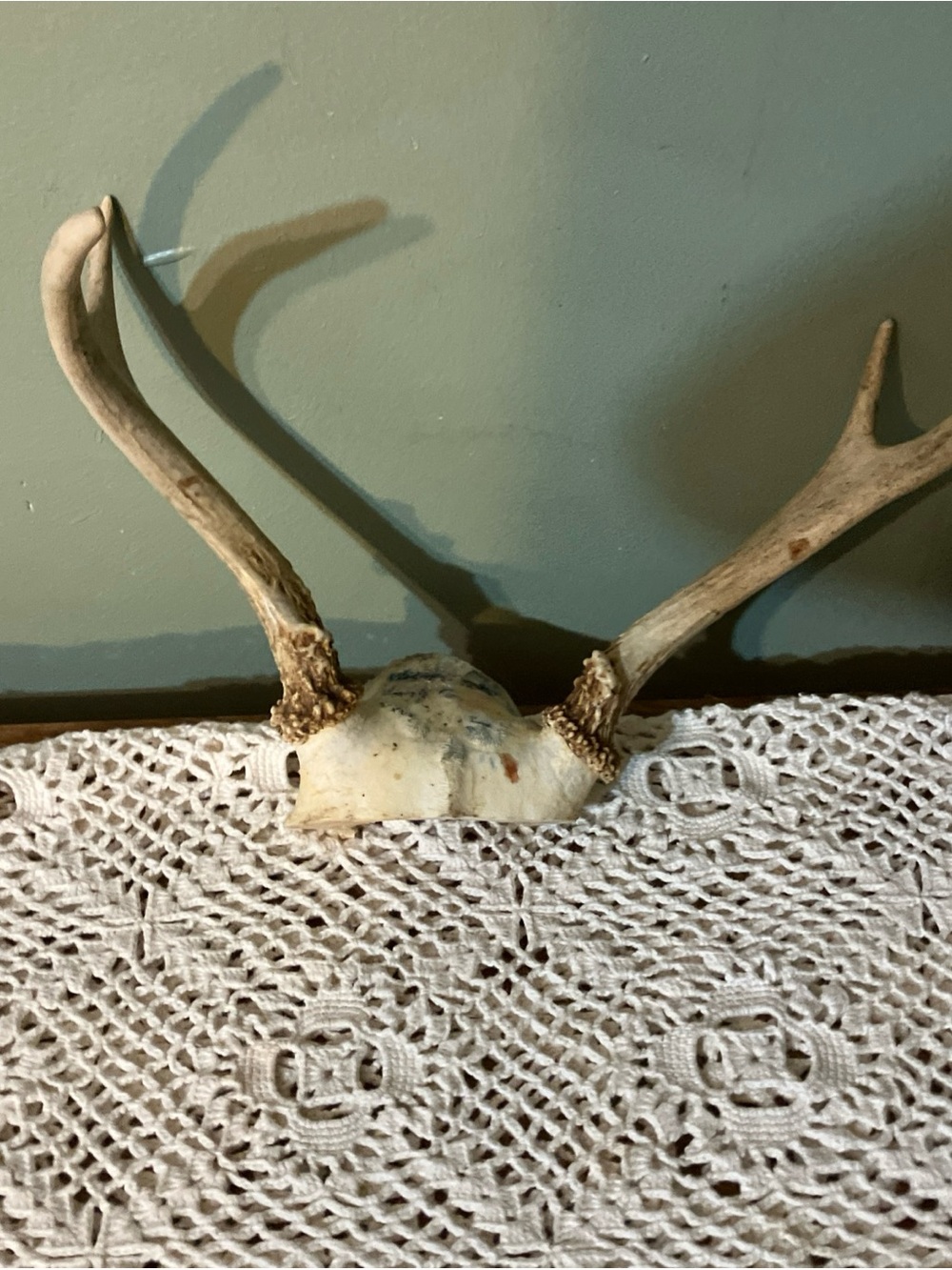 Vintage 4 Point Whitetail Deer Antlers Man Cave Dog Chews Arts & Crafts-cc